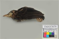 藏品(紅嘴黑鵯)的圖片